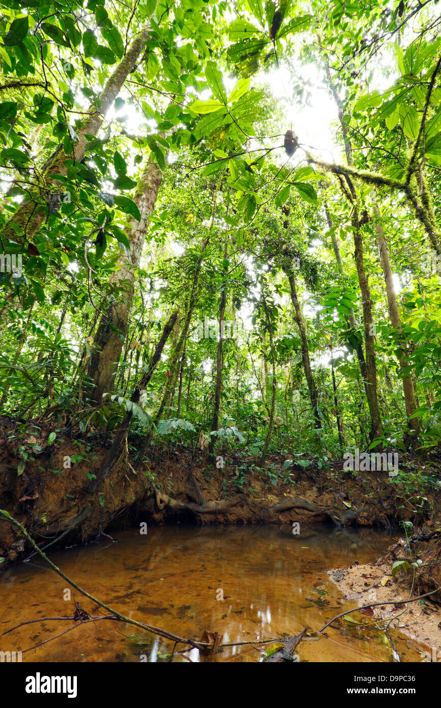 Bach schlängelt sich durch tropischen Tieflandregenwald in den ecuadorianischen Amazonas Stockfoto