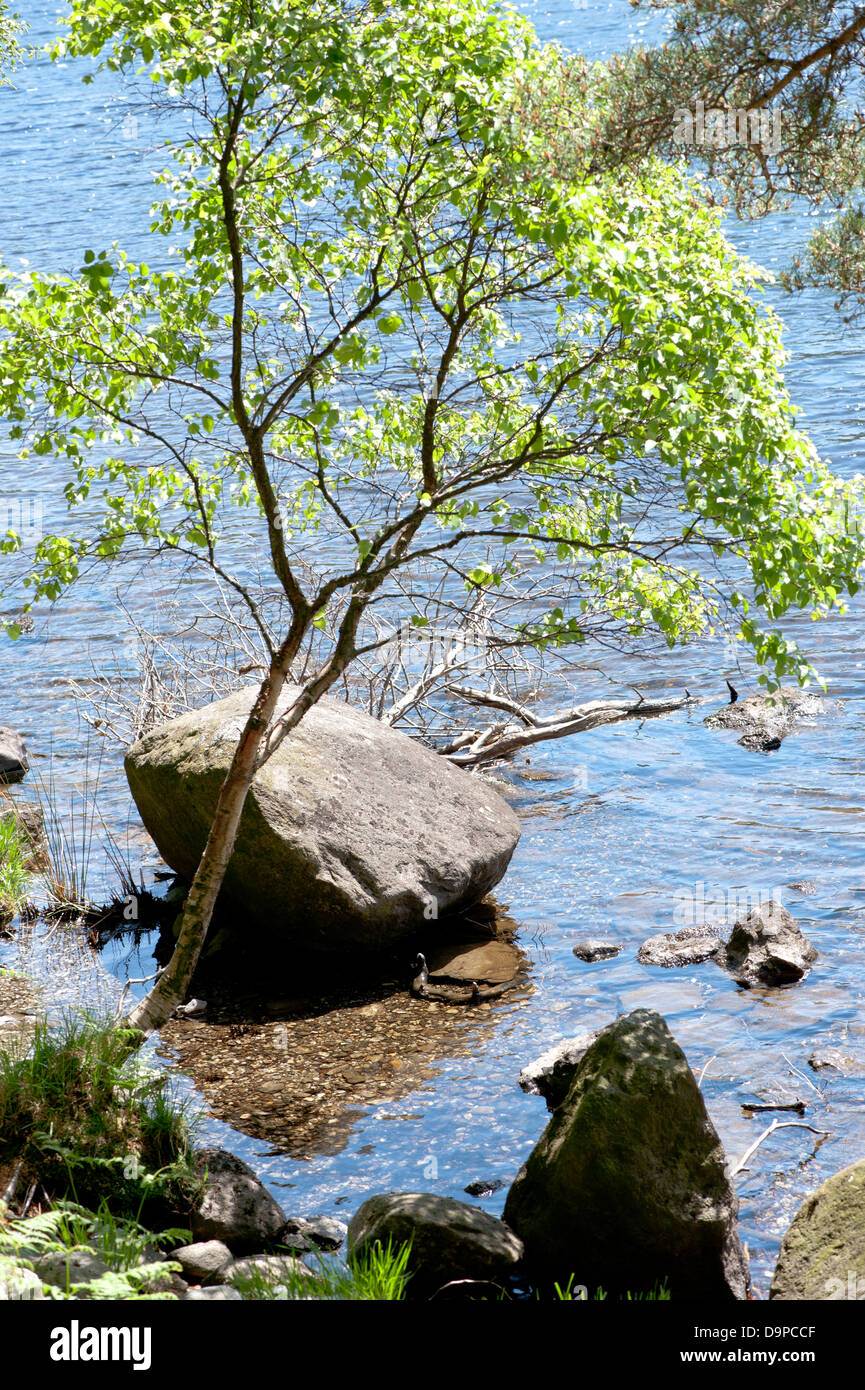 Schöne Aussicht auf einen Baum in der Nähe von Wasser Stockfoto