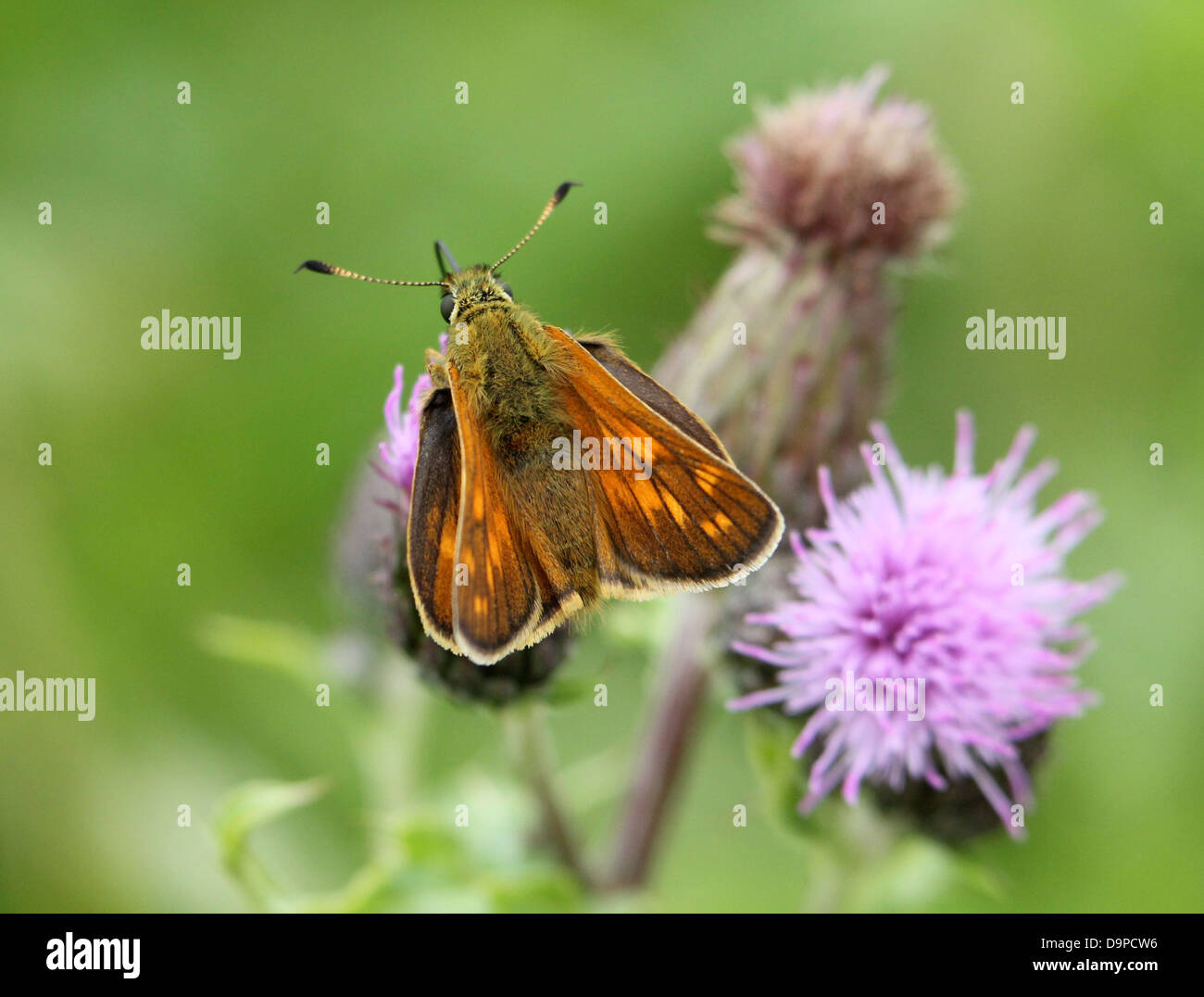 Makro Nahaufnahme von bräunlich große Skipper Butterfly (Ochlodes Sylvanus) posiert auf eine lila Blume Stockfoto