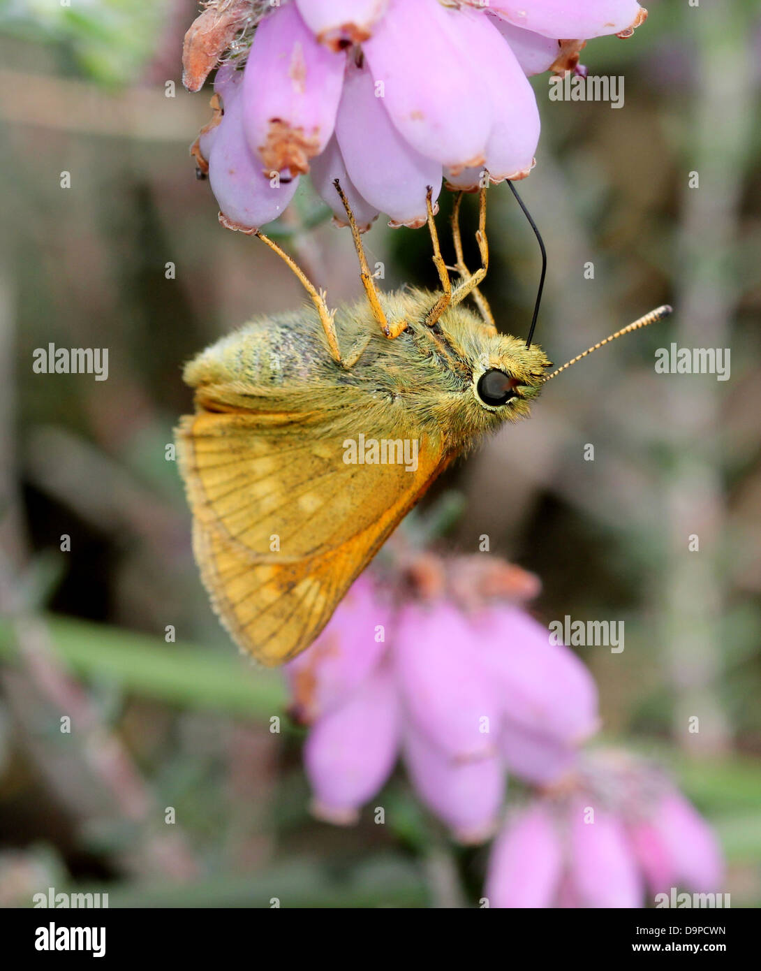 Makro Nahaufnahme von bräunlich große Skipper Butterfly (Ochlodes Sylvanus) posiert auf eine lila Blume Stockfoto