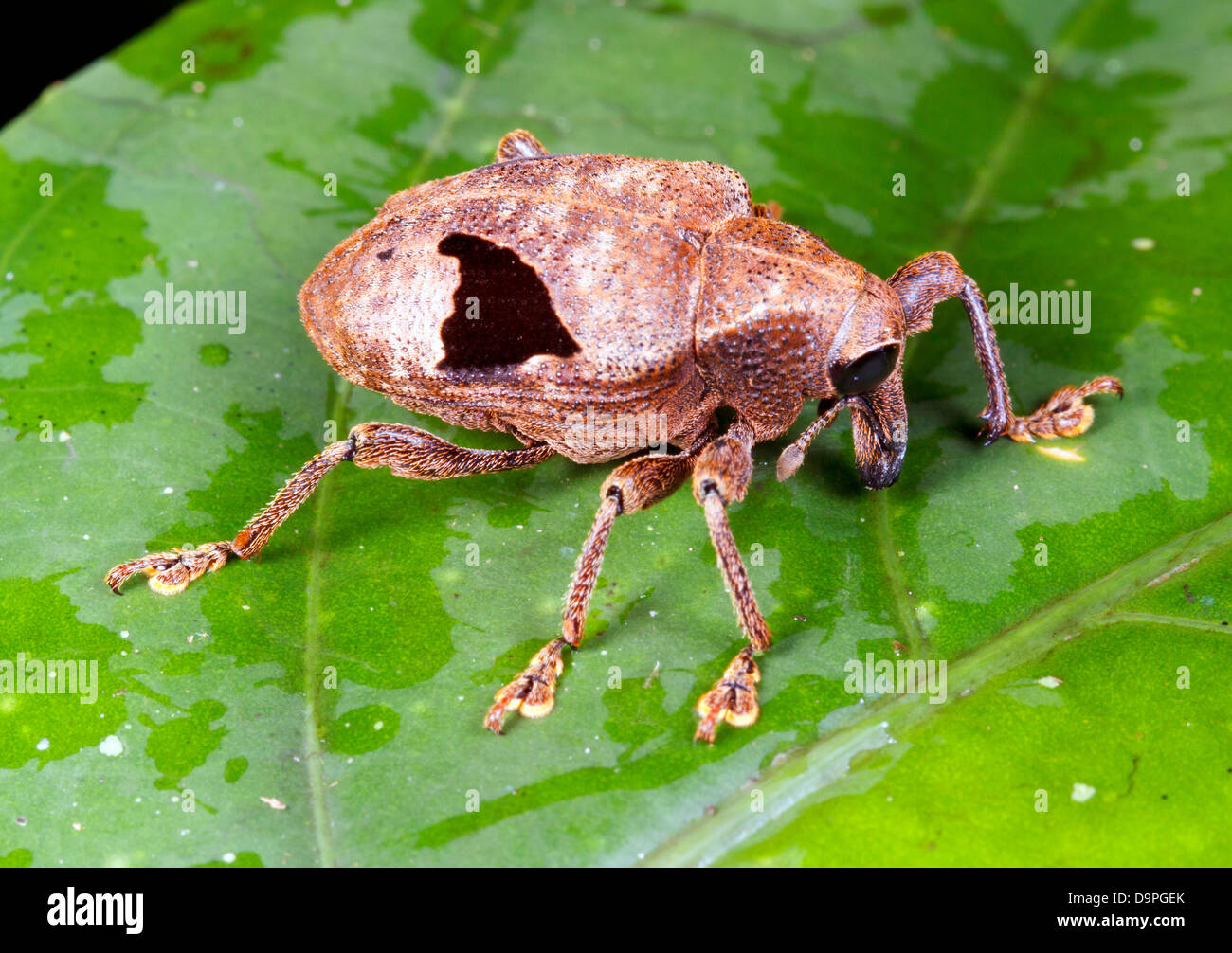 Rüsselkäfer (Familie Curculionidae) auf einem Blatt Regenwald, Ecuador Stockfoto