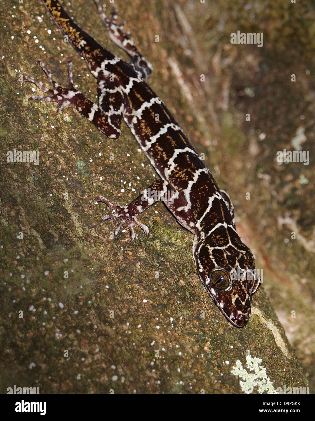 Peter Bent-toed Gecko im Kinabalu, Sabah, Malaysia. In Thailand, Singapur, Sumatra, Borneo gefunden. Stockfoto