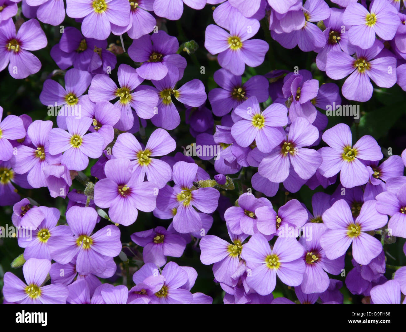 Aubrieta, auch bekannt als blaues Kissen, ist eine Kreuzblütler-Zierpflanze, die in leuchtenden Blau- und Violetttönen blüht. Sie wird häufig in Steingärten und Steinhäusern wegen ihrer schönen Frühlingsblüten verwendet. Stockfoto