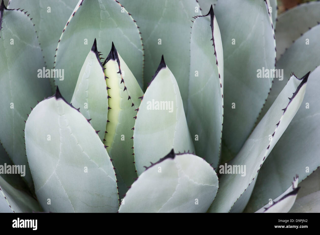 Agave Parryi Pflanze Stockfoto