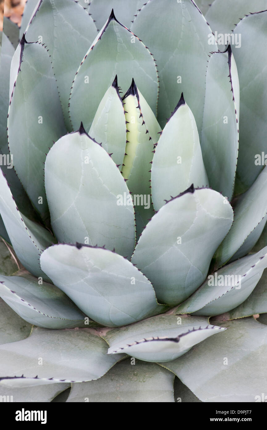 Agave Parryi Pflanze Stockfoto