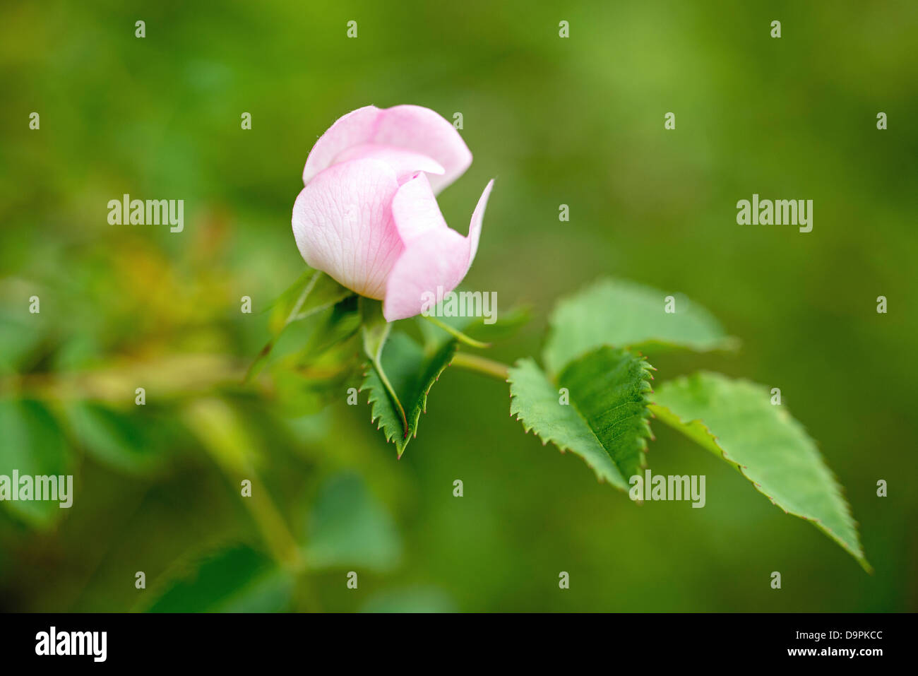 Dog Rose Blume Rosa Canina wächst in einer Hecke auf das Naturschutzgebiet Qualitätsorientierung in Süd-Wales Stockfoto