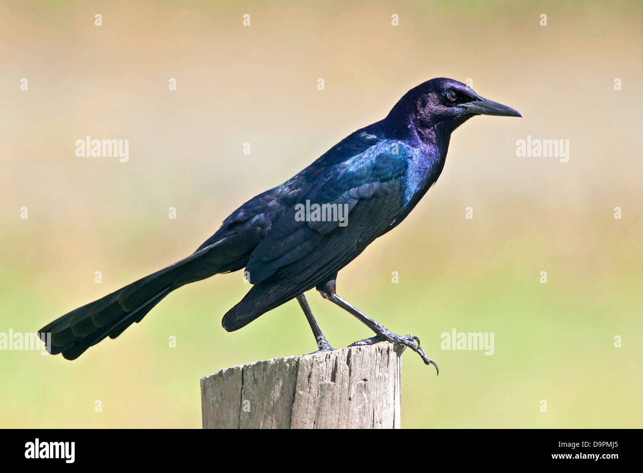 Männliche Boot-angebundene Grackle thront Stockfoto
