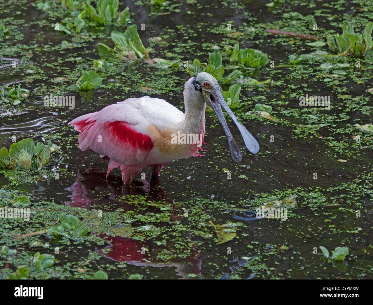 Rosige Löffler im Teich, Florida Stockfoto