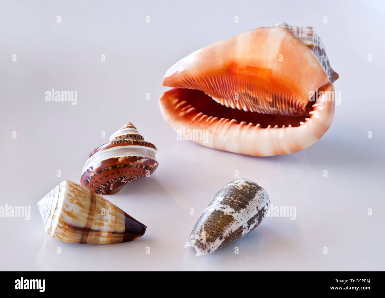 Mehrere schöne Muscheln. Stockfoto