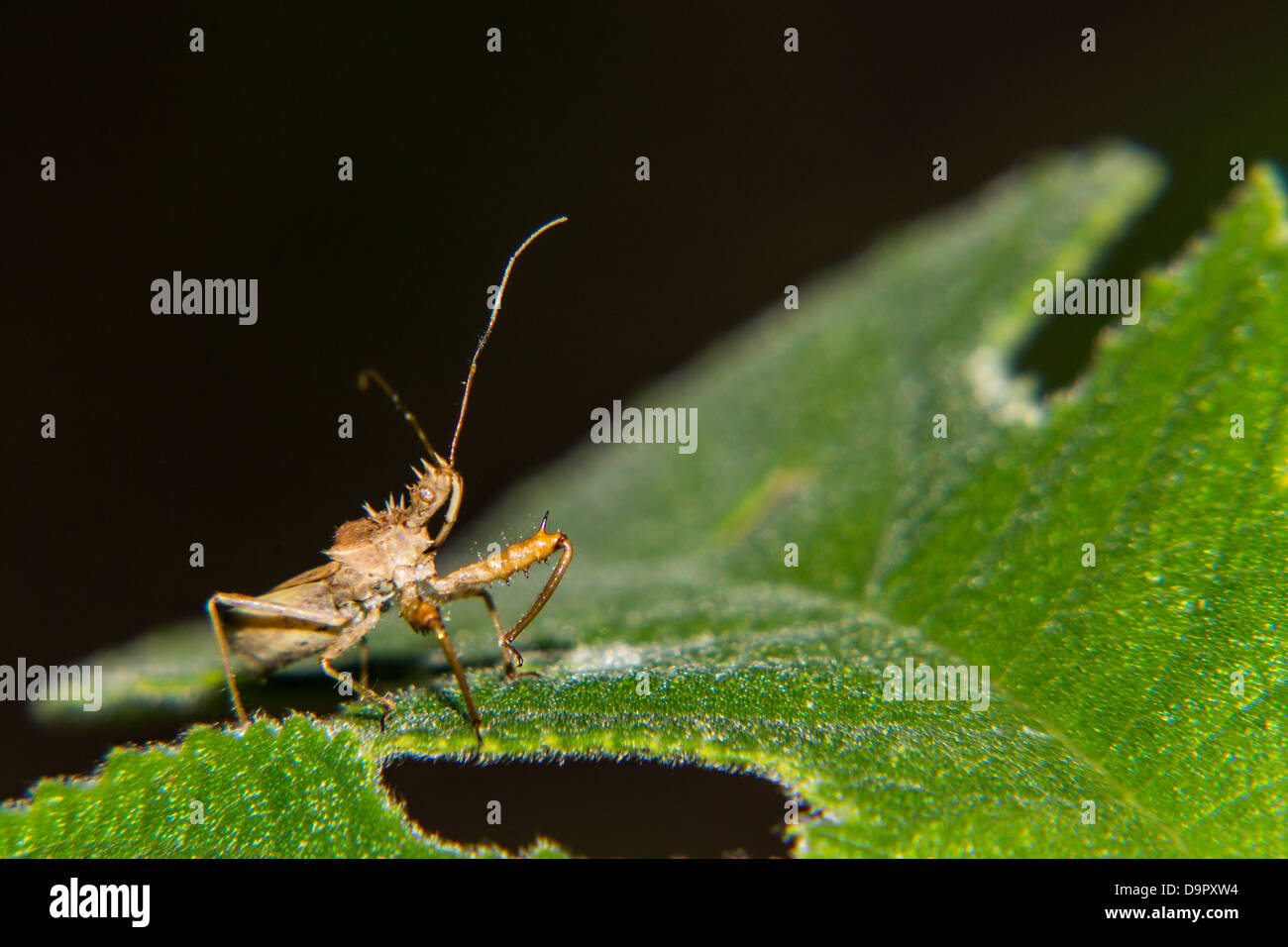 Insekten auf grünes Blatt in freier Wildbahn Stockfoto