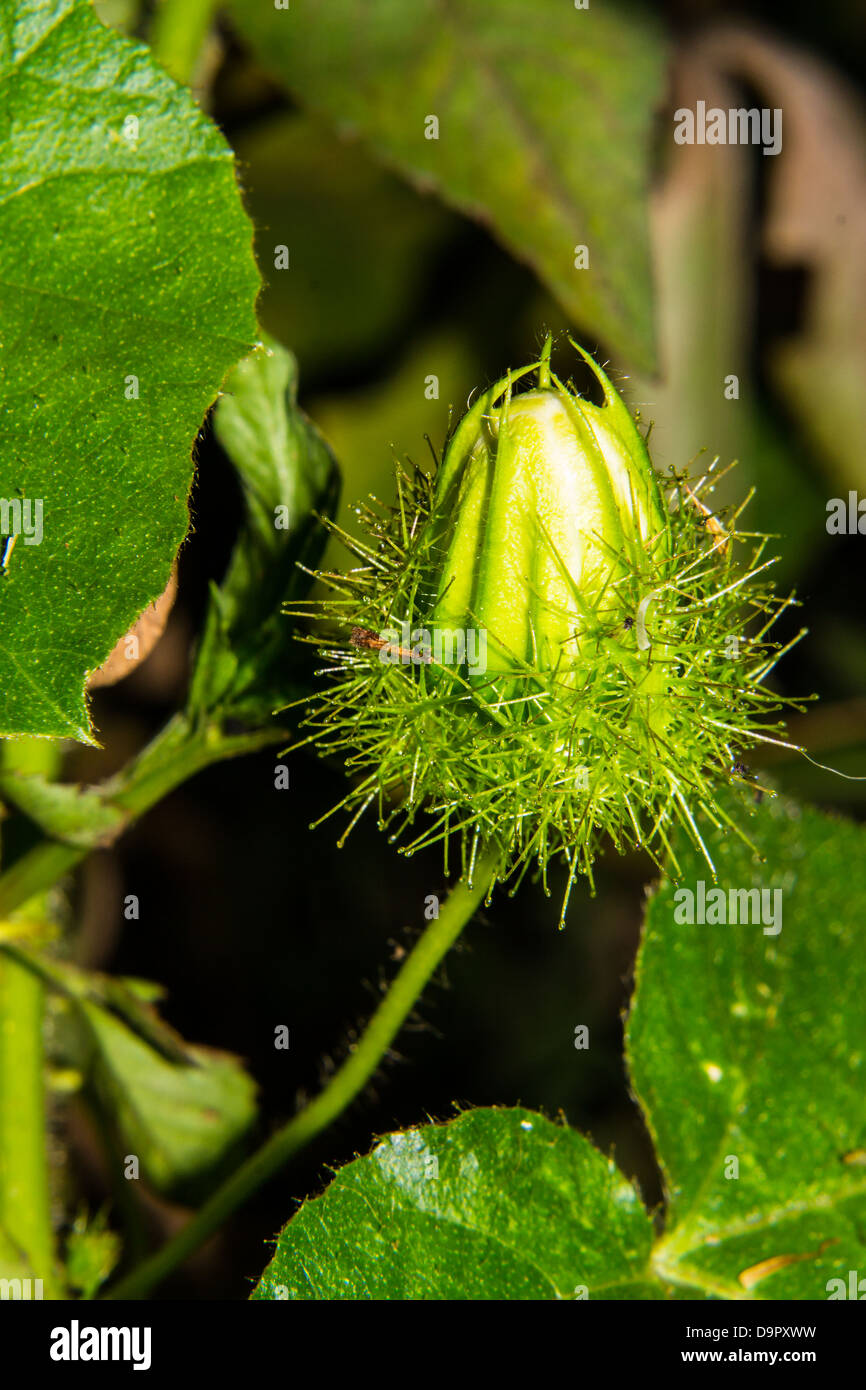 Blume mit dornen -Fotos und -Bildmaterial in hoher Auflösung – Alamy