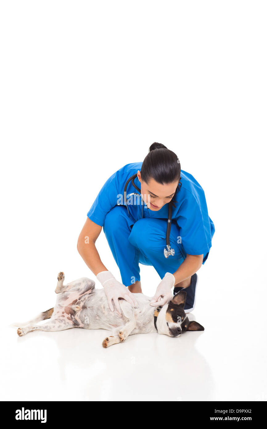 hübsche Tierarzt Krankenschwester Überprüfung auf Haustier Hund Haut isoliert auf weiss Stockfoto