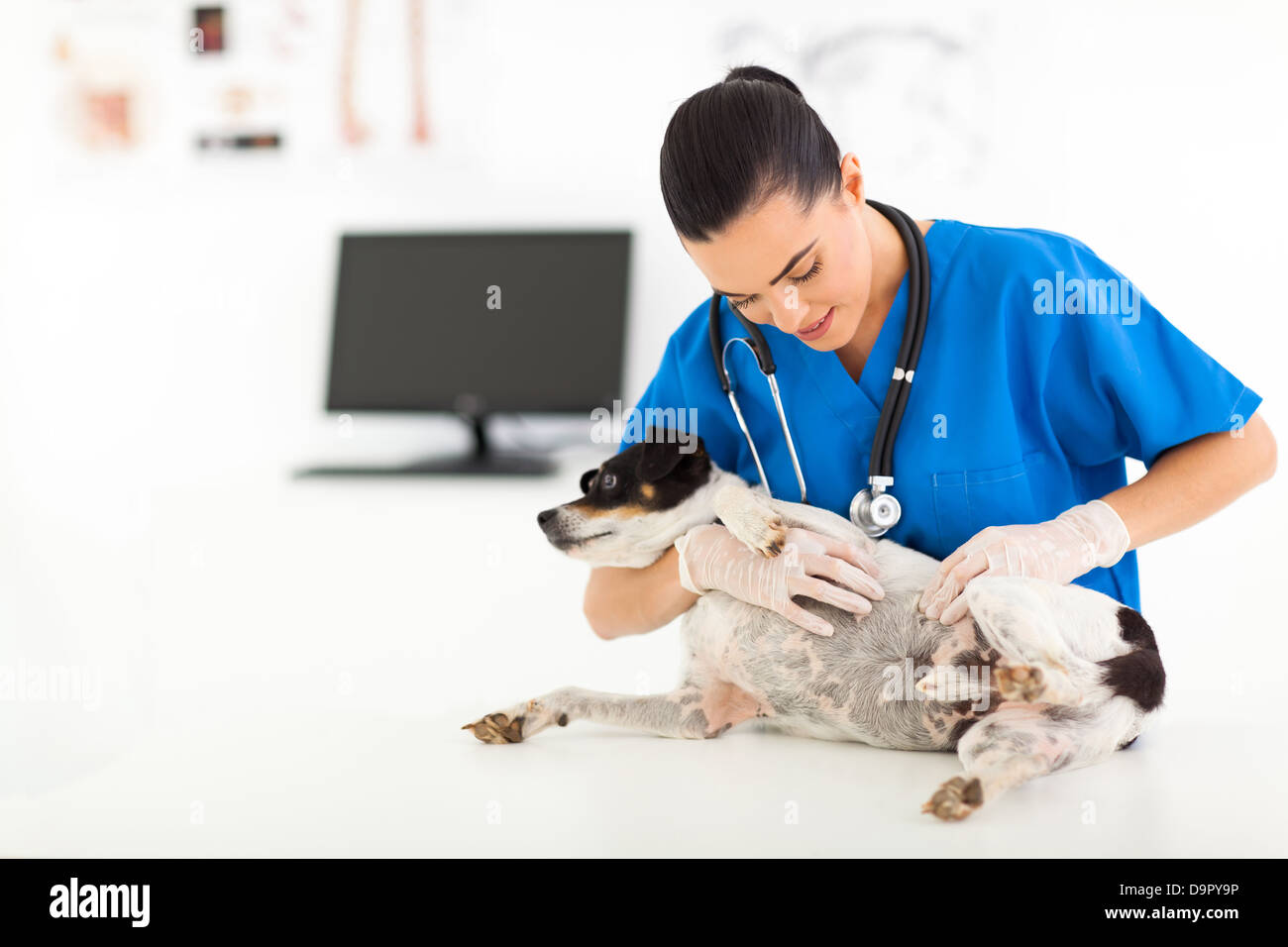 junge Tierarzt Doktor Überprüfung Hund Haut in Tierklinik Stockfoto