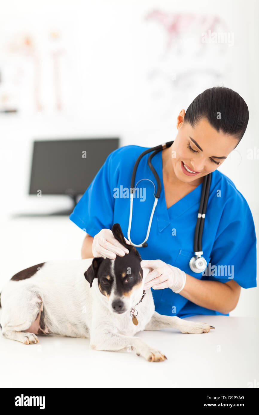 junge weibliche Tierarzt überprüfen Hund Ohr Stockfoto