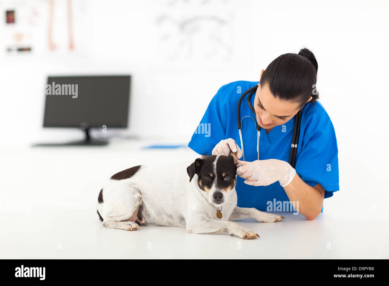 junge Tierarzt Arzt untersuchen Eselsohr Stockfoto