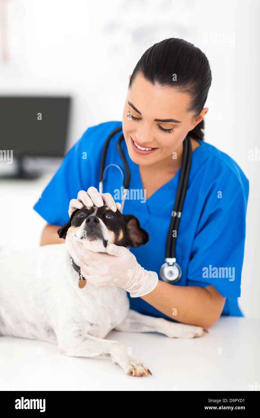 weiblichen professionellen Tierarzt Arzt Prüfung Hund Augen Stockfoto
