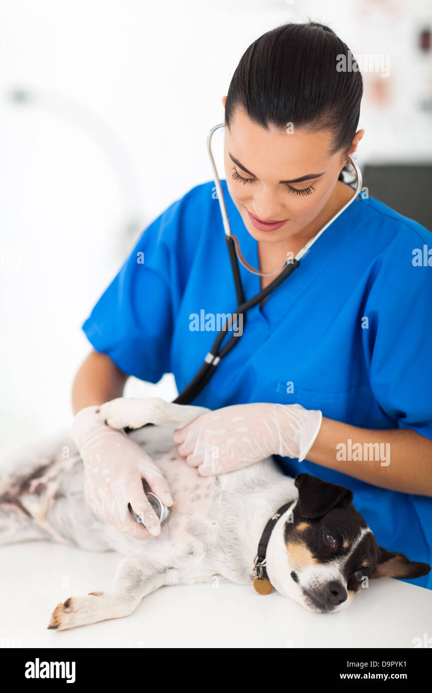 hübschen weiblichen Tierarzt Doktor Hund Herzschlag mit Stethoskop hören Stockfoto