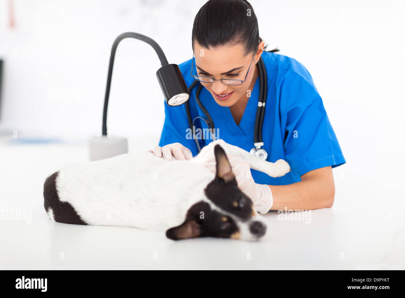 professionellen Tierarzt überprüft die Haut des Hundes unter Prüfung Licht Stockfoto