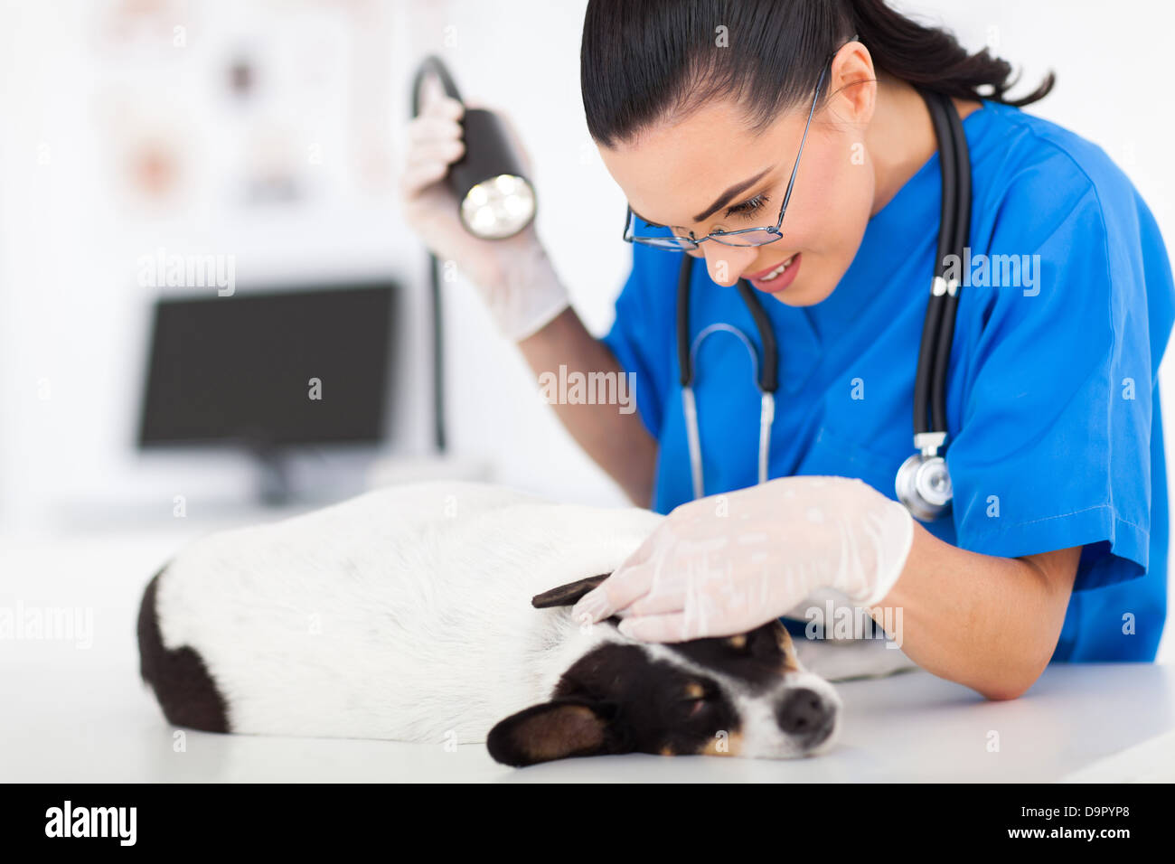 fürsorgliche Tierarzt Doktor Hund Ohr mit Prüfung Licht überprüfen Stockfoto