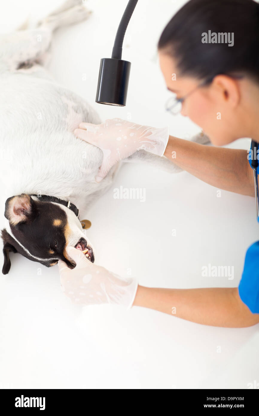 Tierarzt-Arzt Untersuchung Hund Zähne unter professionellen medizinischen Licht Stockfoto