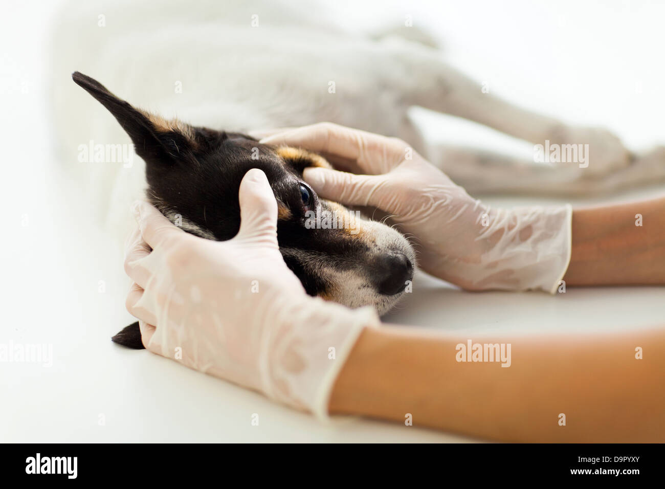 Tierarzthelferin Überprüfung Hund Auge auf Tisch Stockfoto