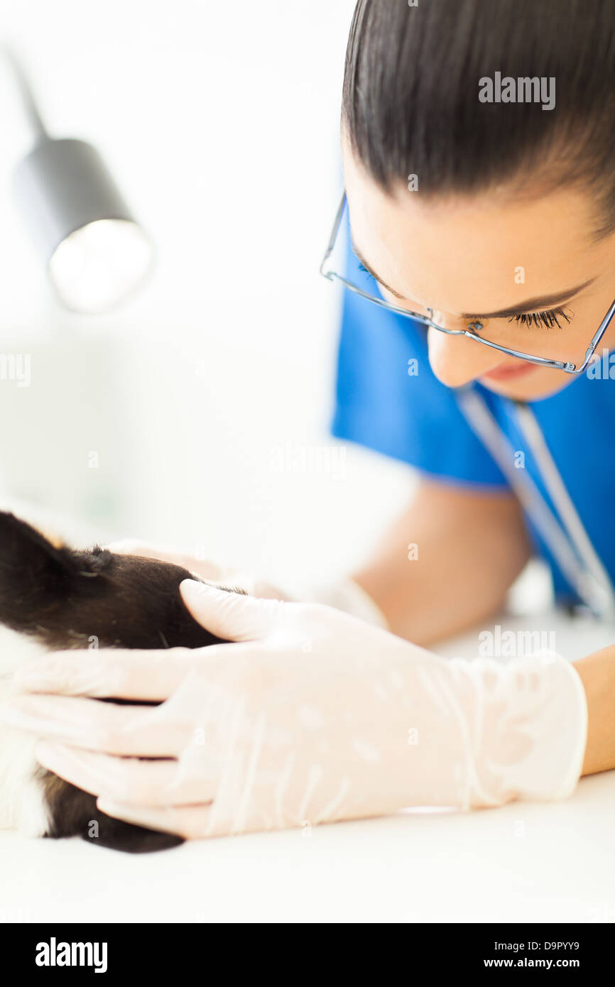 Tierarzthelferin Checkup, Hund mit der Prüfung von Licht zu tun Pflege Stockfoto