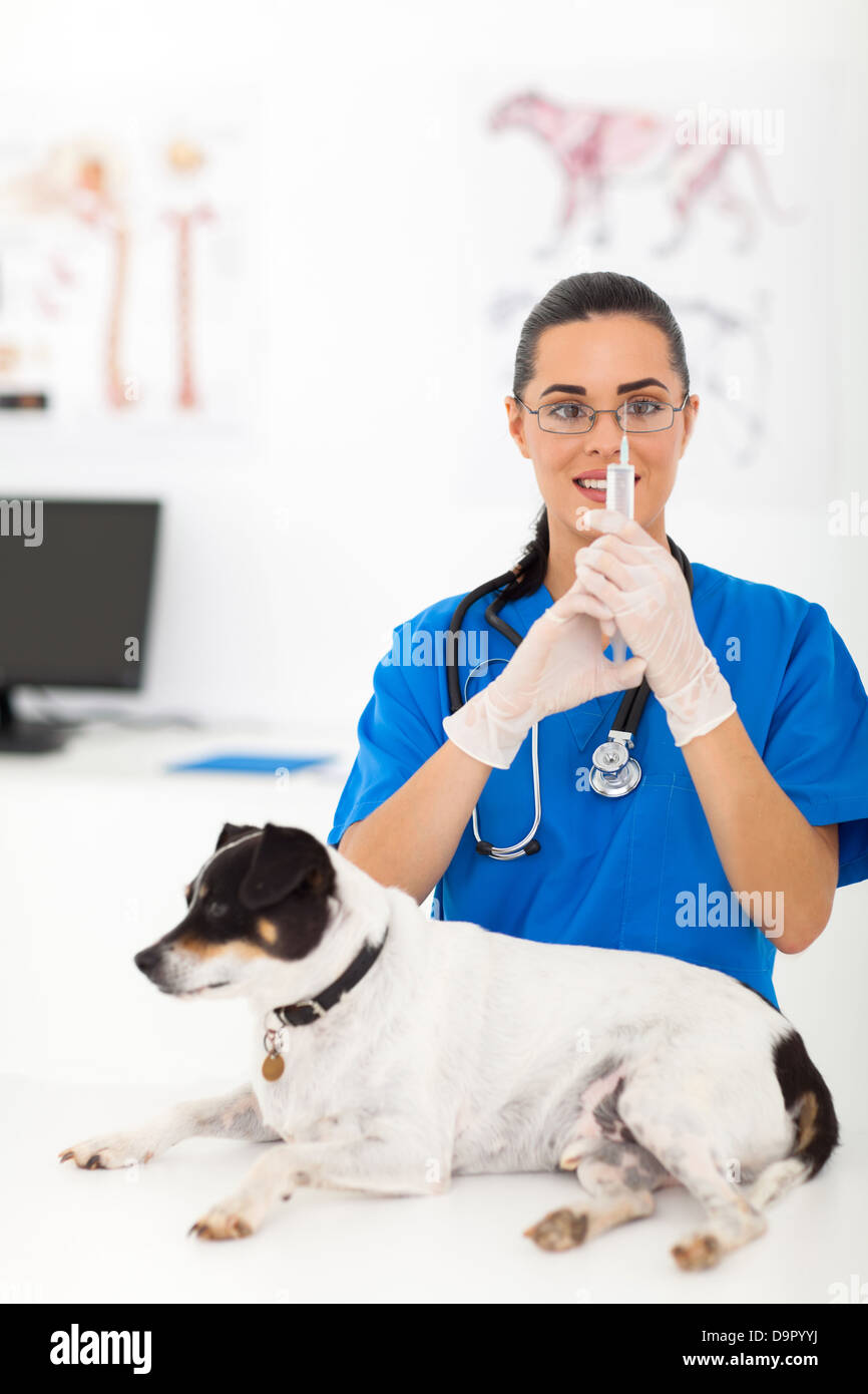 schöne Tierarzt Hund Impfung im Büro vorbereiten Stockfoto