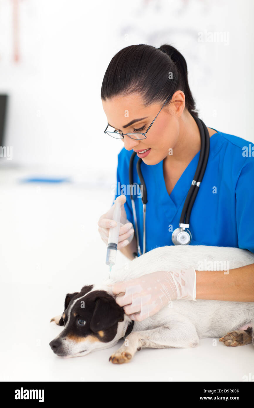 ziemlich Tierarzt Injektion Haustier Hund Stockfoto