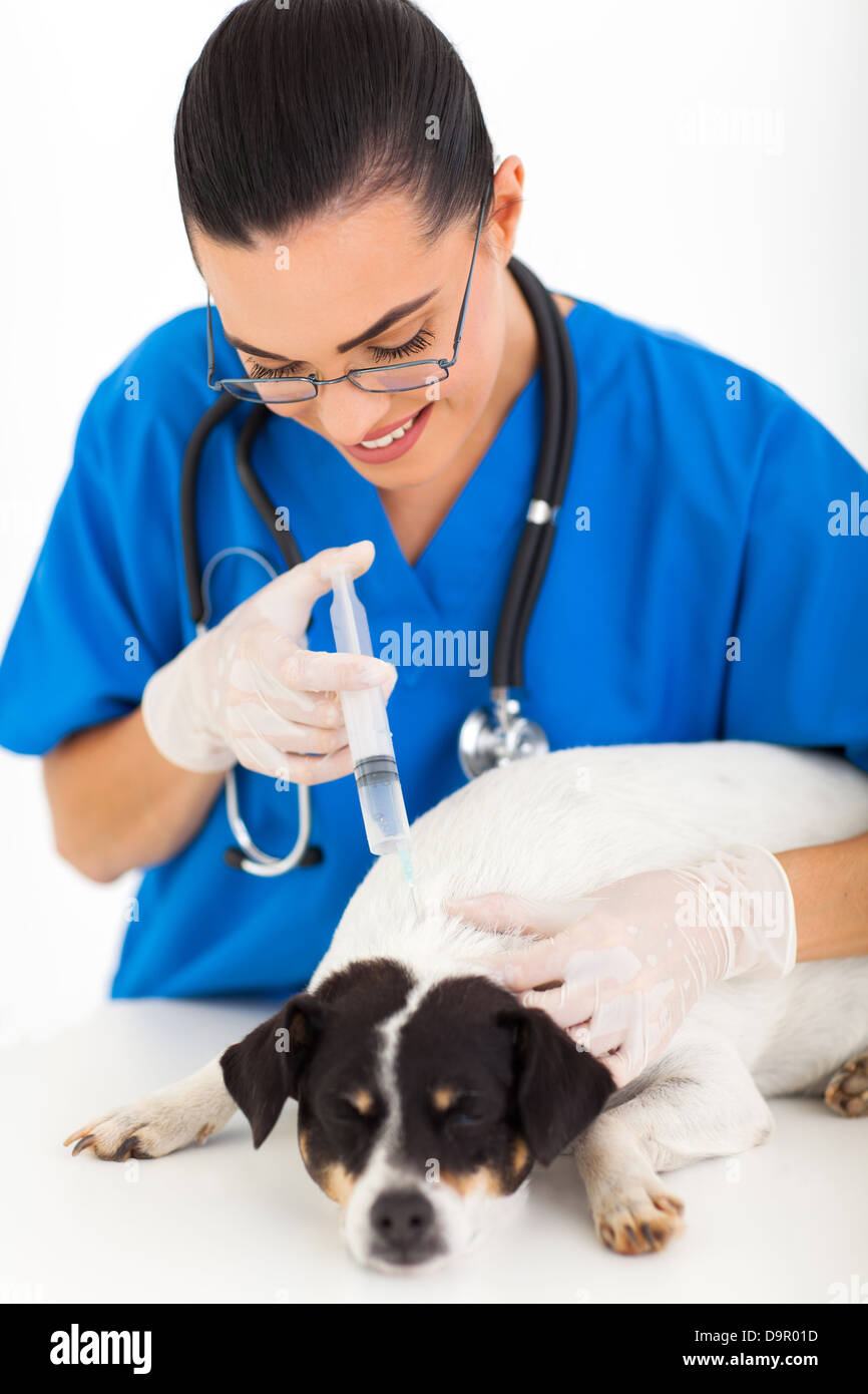 junge weibliche Tierarzt Hund Impfung geben Stockfoto