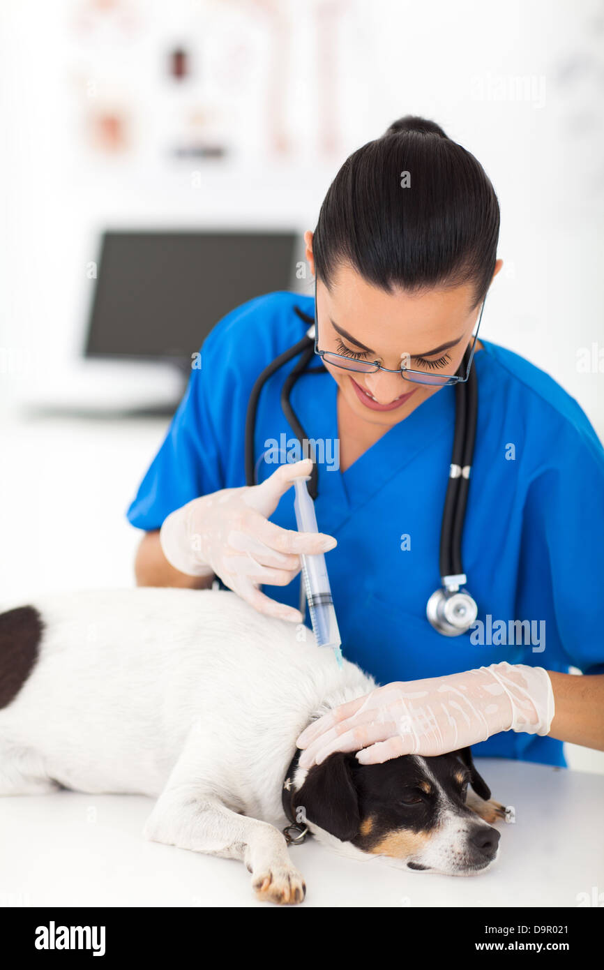 schöne Tierarzt Hund Injektion geben Stockfoto