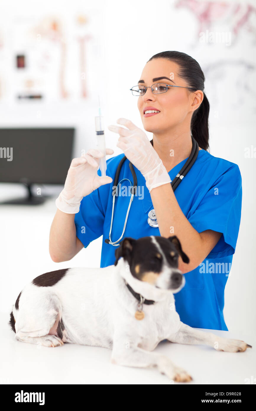 schöne Tierarzthelferin Hund Spritzen wird vorbereitet Stockfoto