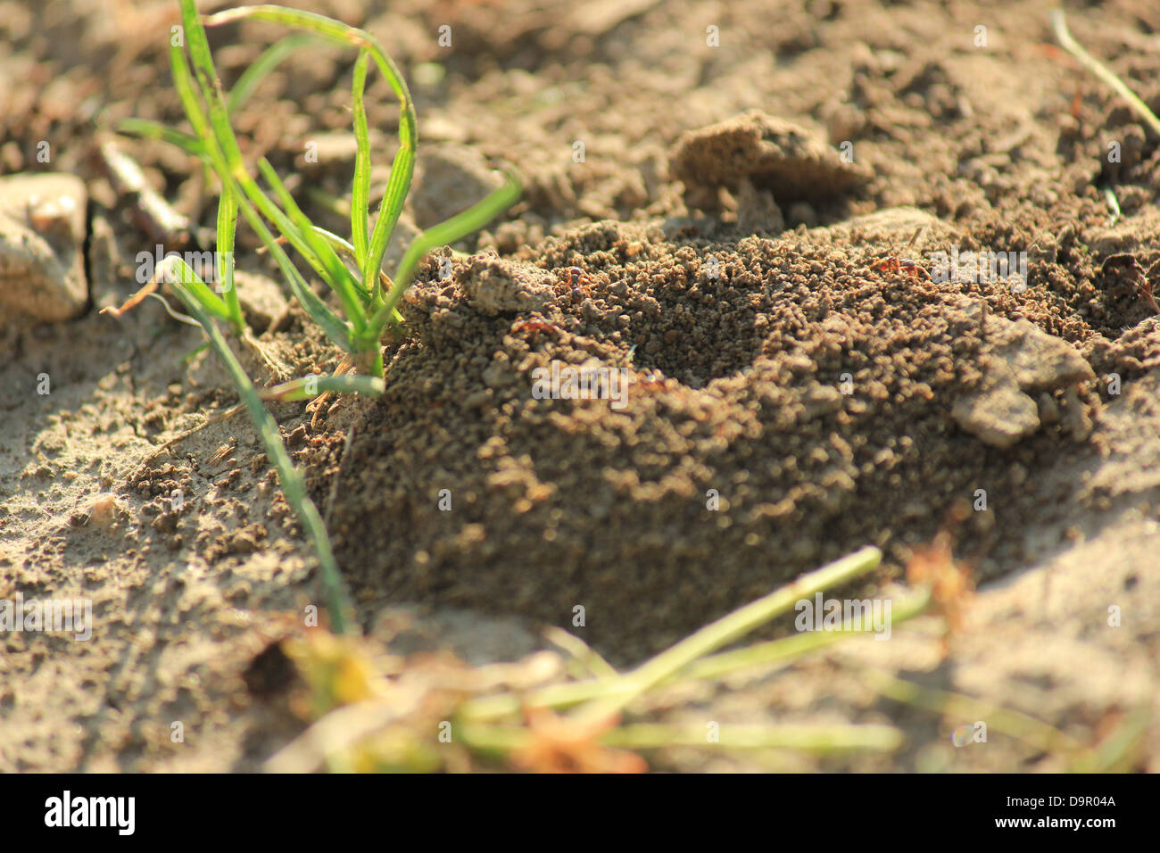 Eine Makroaufnahme von einem Ameisenhaufen Stockfoto
