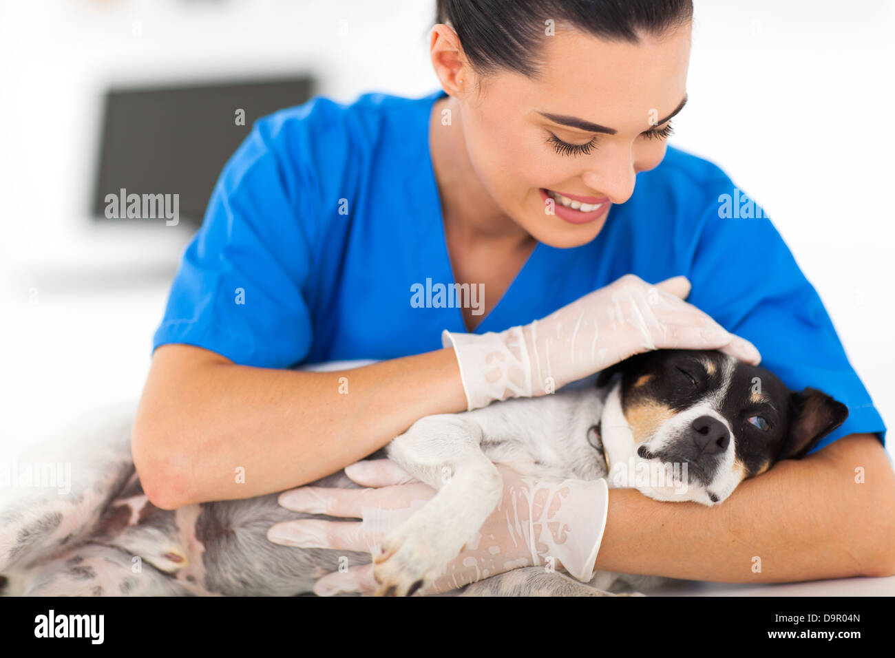 Pflege der weiblichen Tierarzt tröstlich kranken Hund Stockfoto