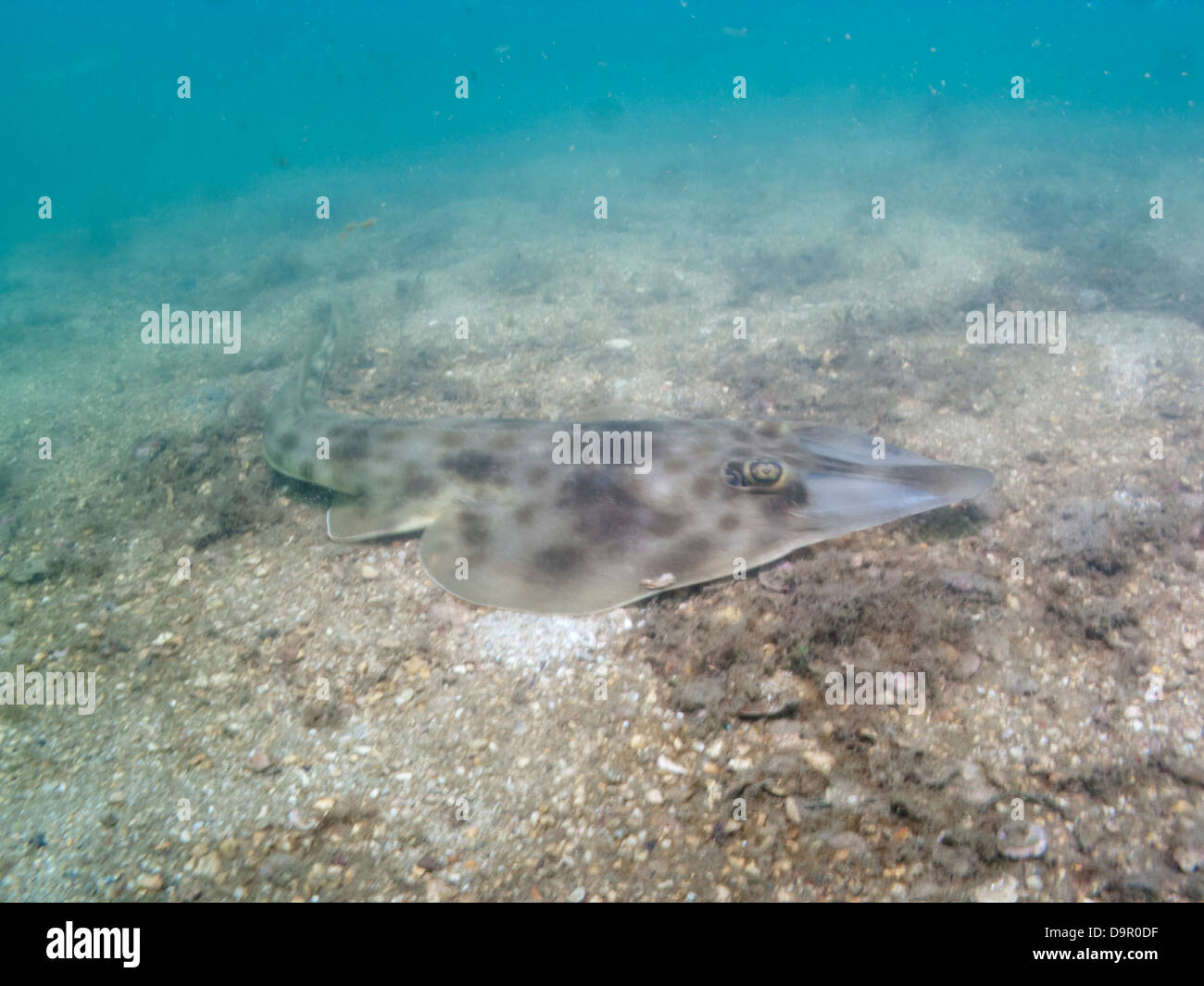Rhinobatos Horkelii Gitarre Ray (Raia Viola) Skate brasilianischen Guitarfish Unterwasser Angra Dos Reis, Rio De Janeiro Brasilien Stockfoto