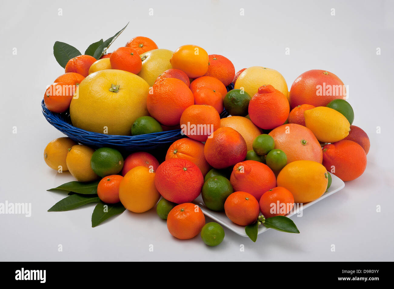 Gruppierung von frischen Zitrusfrüchten Orangen Grapefruit Tangelos Zitronen Limetten Stockfoto