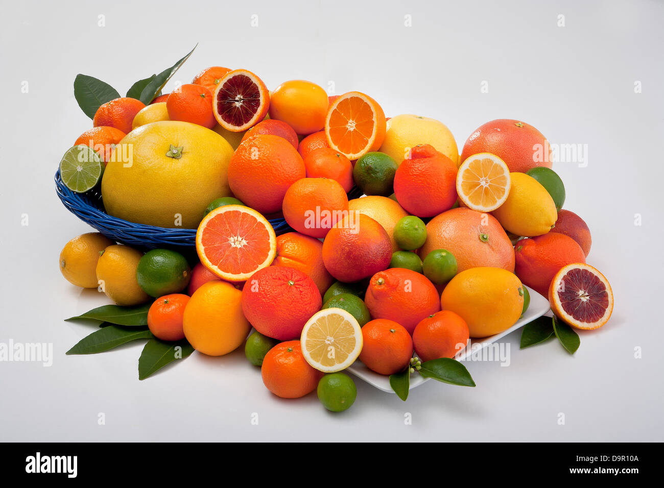 Gruppierung von frischen Zitrusfrüchten Orangen Grapefruit Tangelos Zitronen Limetten Stockfoto