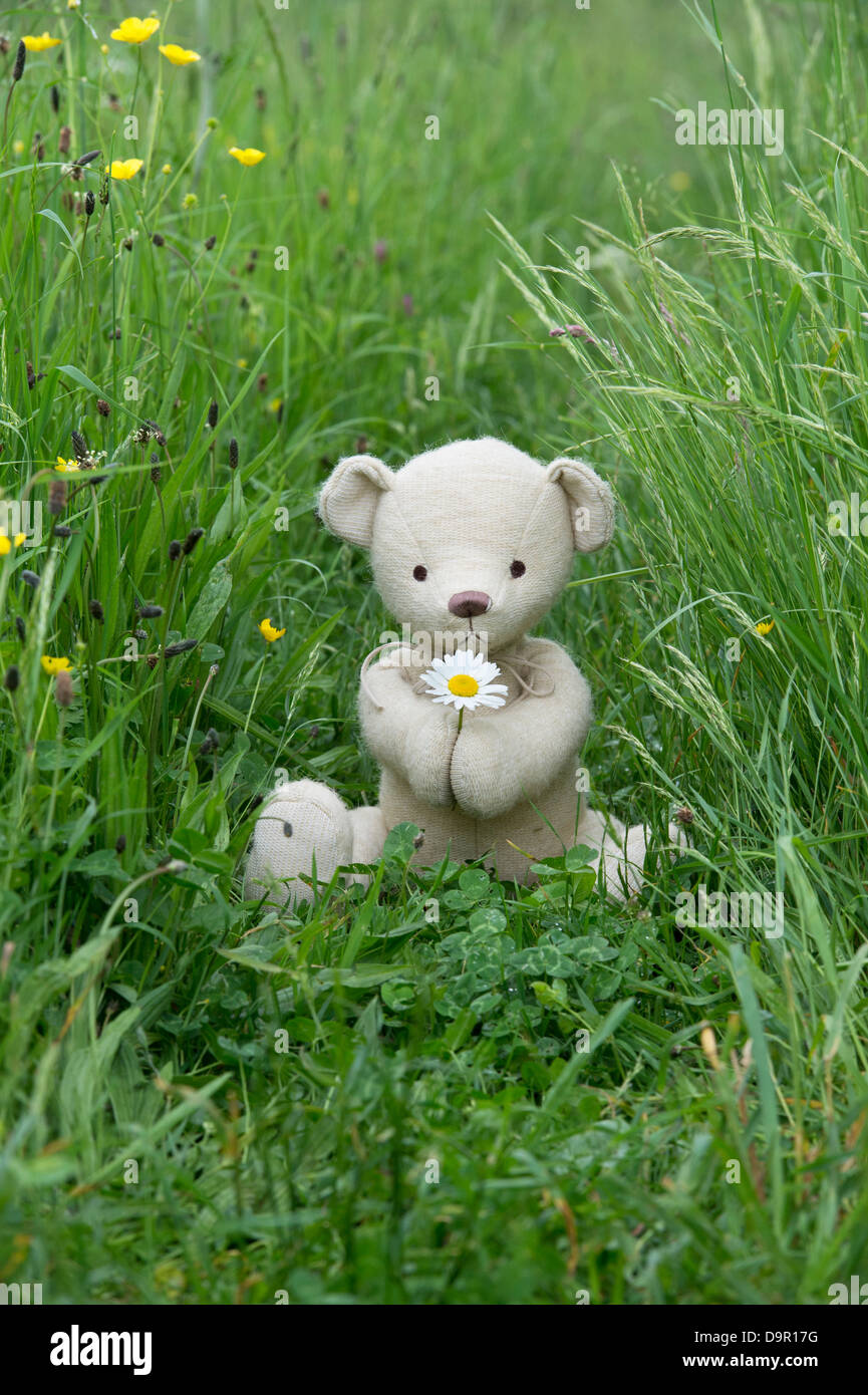 Teddybär mit einer Oxeye Daisy in einer englischen Wiese Stockfoto