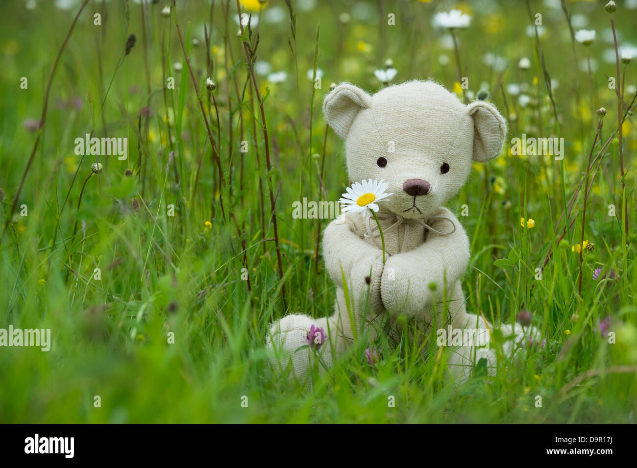 Teddybär mit einer Oxeye Daisy in einer englischen Wiese Stockfoto