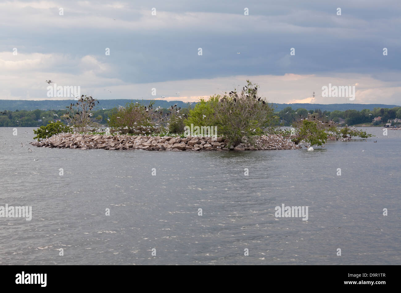 Hunderte von Vögel übernehmen eine kleine Insel, Hamilton, Ontario, Kanada Stockfoto