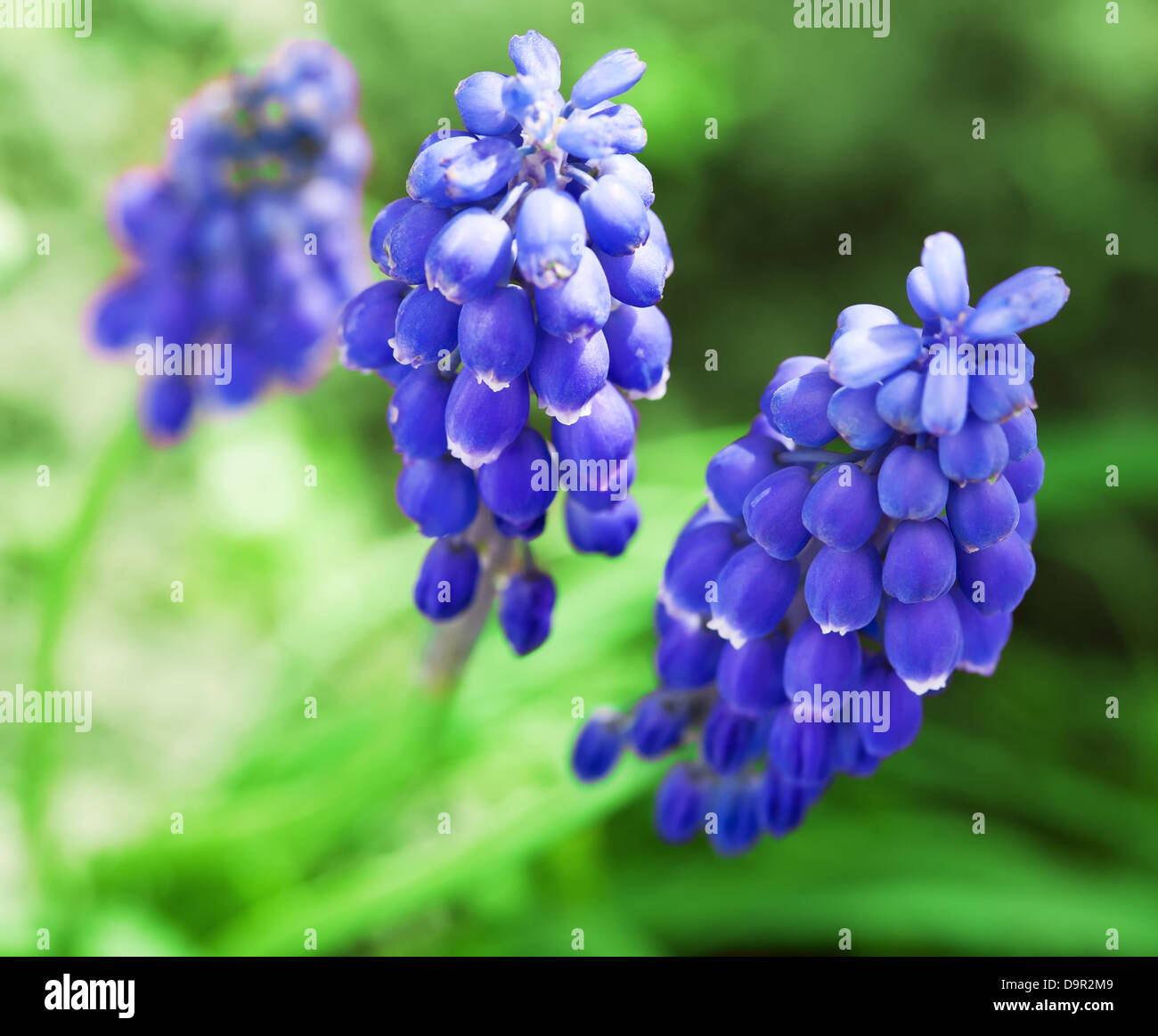 Federn-Blumen 'Muscari' Stockfoto