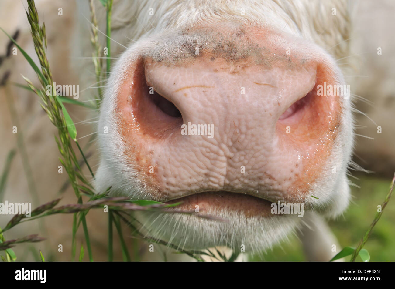 Closeup auf die Schnauze einer Kuh Stockfoto