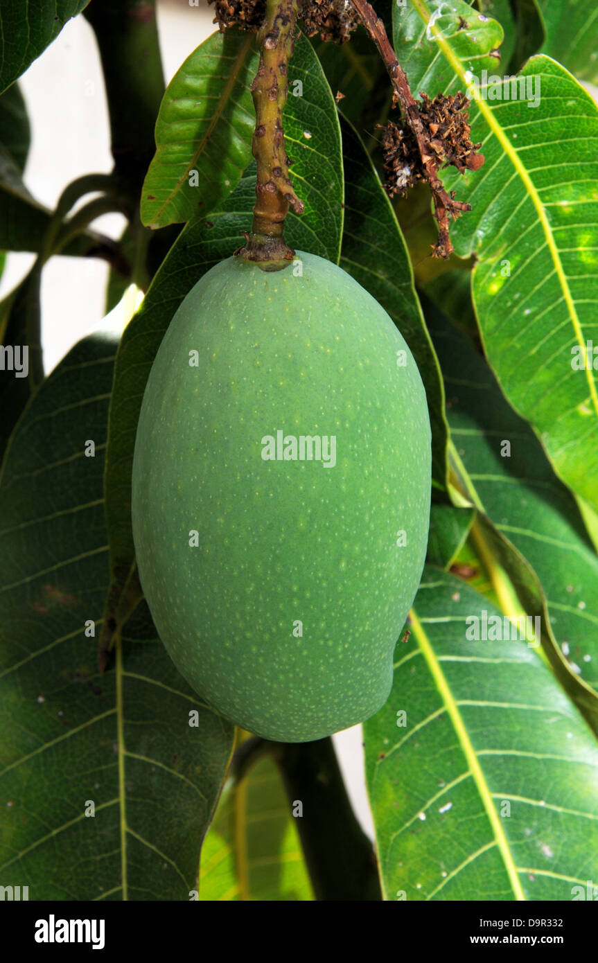 Mango wächst am Baum, Costa Del Sol, Malaga Provinz, Andalusien, Spanien, Westeuropa. Stockfoto