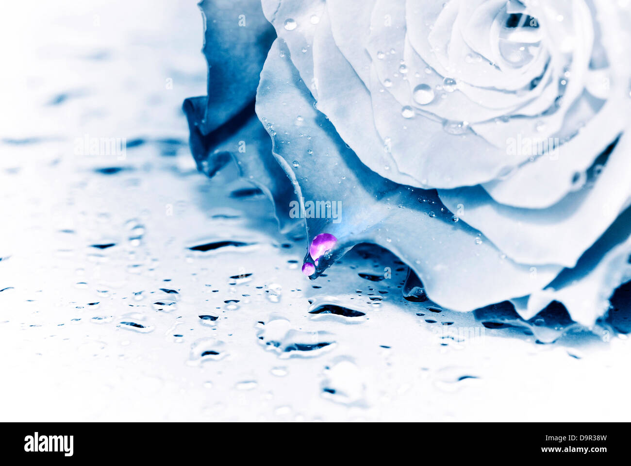 eine Rose in blau Tonalität mit rosa Tropfen Wasser Stockfoto