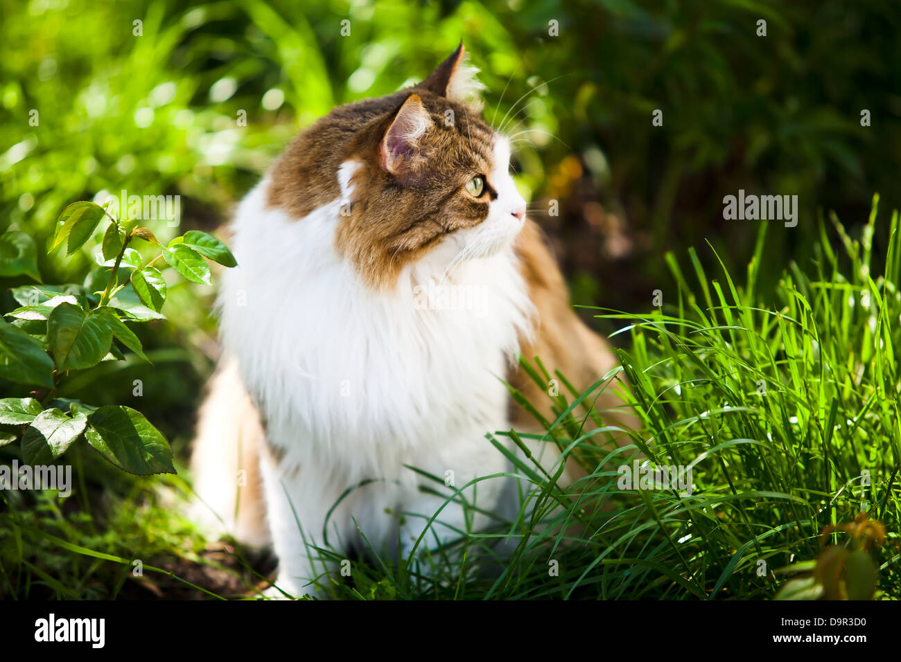 Katze im Freien in der Natur Stockfoto