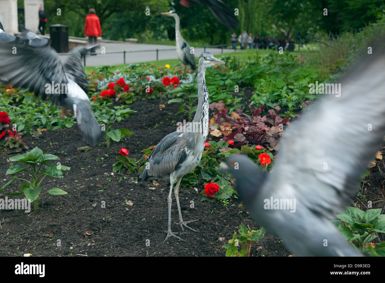 Grey Heron Ardea Cinerea im Regents Park London Juni Stockfoto