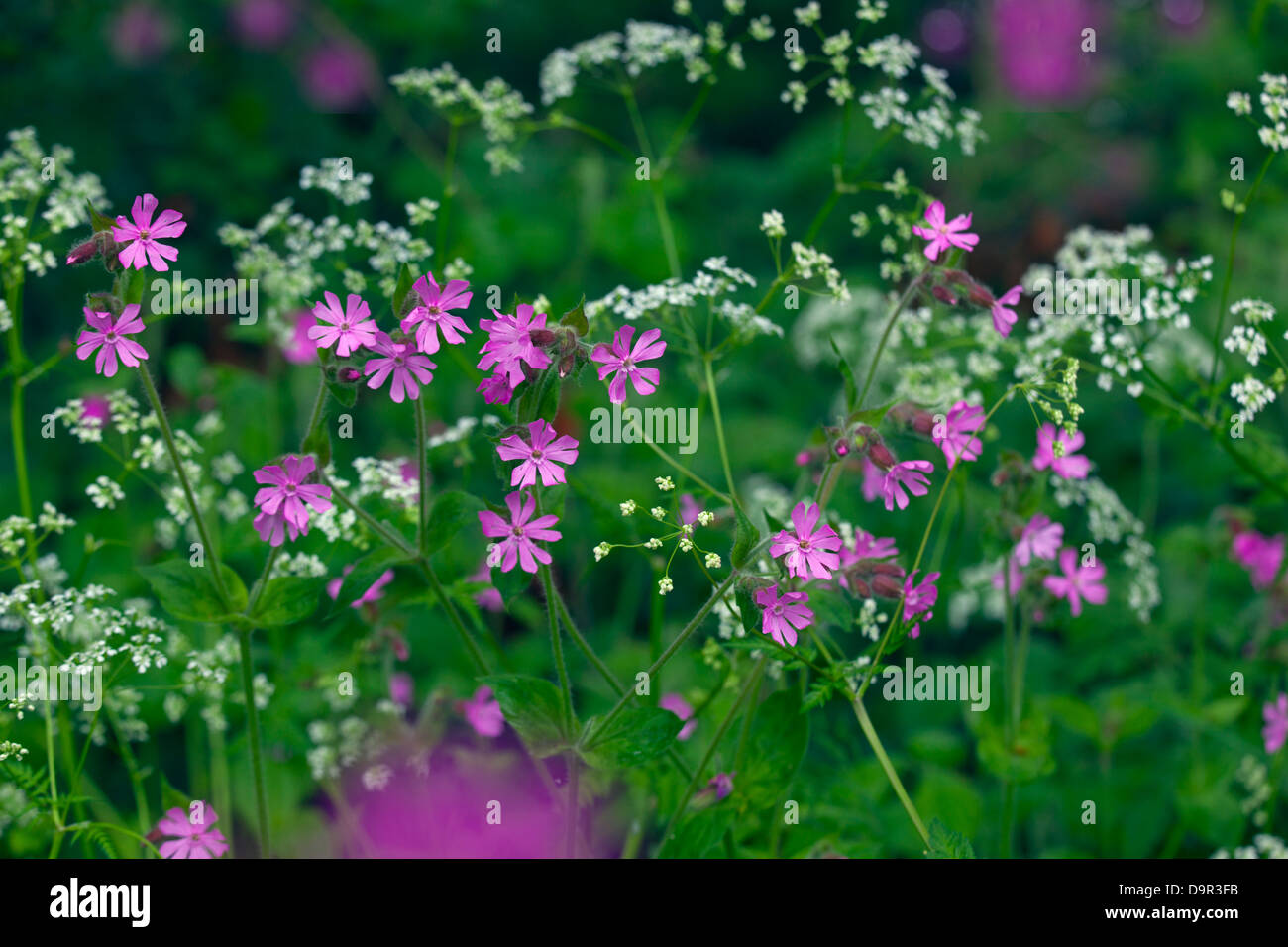 Red Campion Silene Dioica und paisley am Straßenrand kurz vor wachsende Hecke Stockfoto