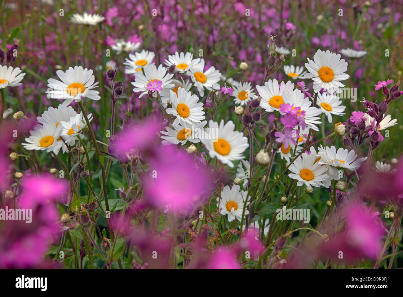 Red Campion Silene Dioica auf Feld Marge Norfolk UK Mai Stockfoto