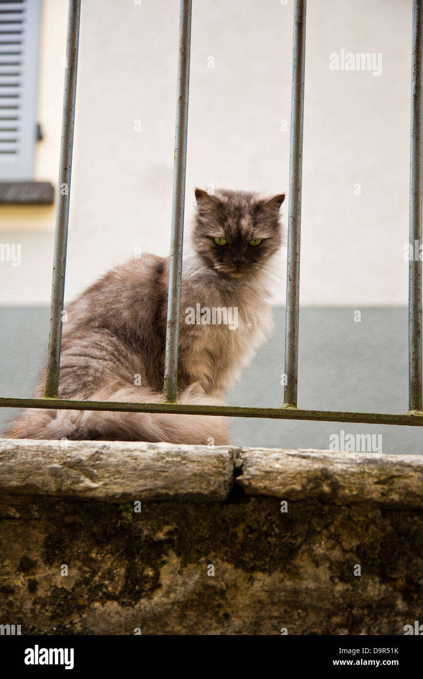 Nahaufnahme einer Katze sitzt auf einer Mauer, Como, Lombardei, Italien Stockfoto
