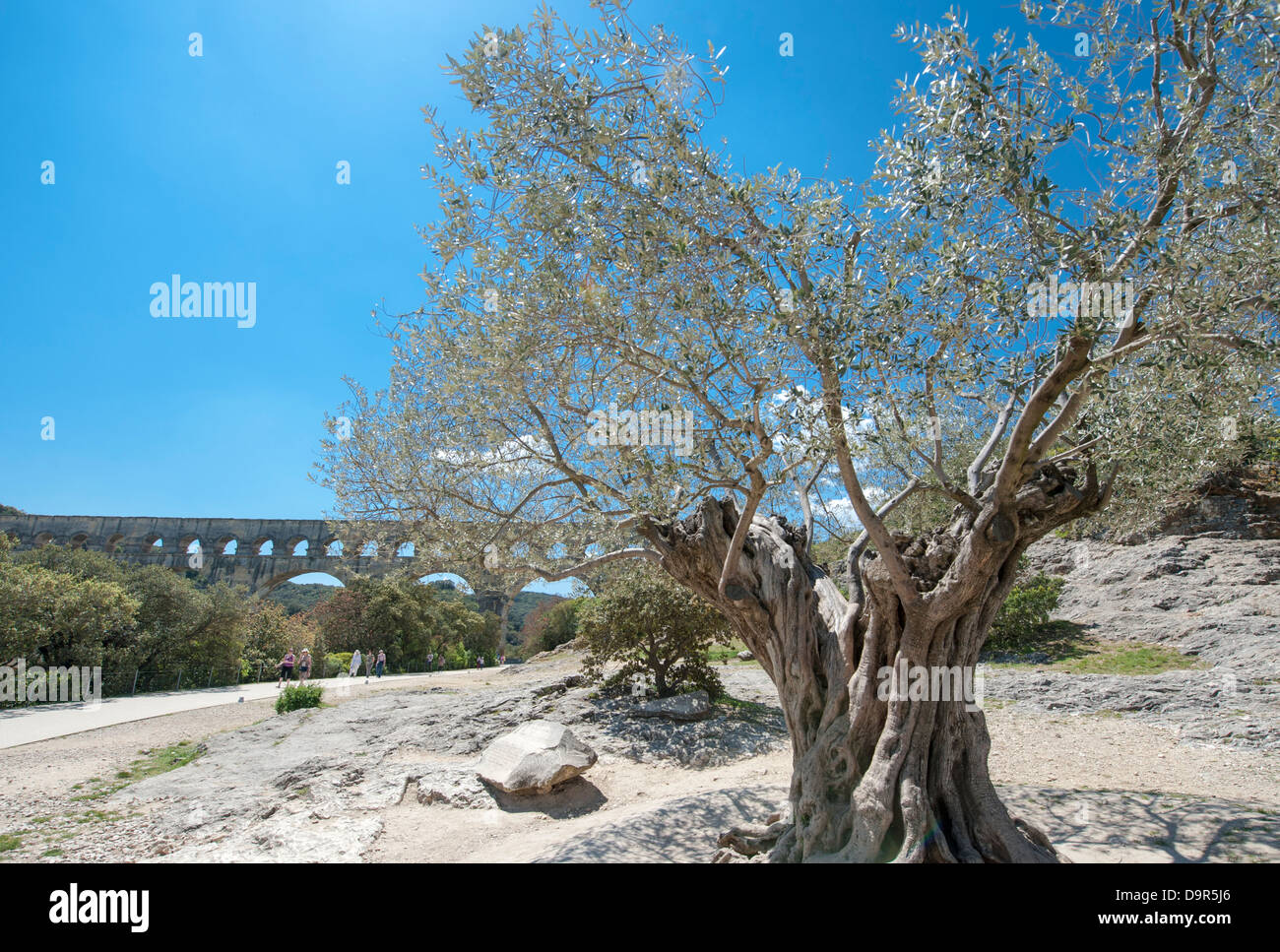 Alter Olivenbaum auf dem Gelände der UNESCO World Heritage Pont du Gard in Südfrankreich Stockfoto