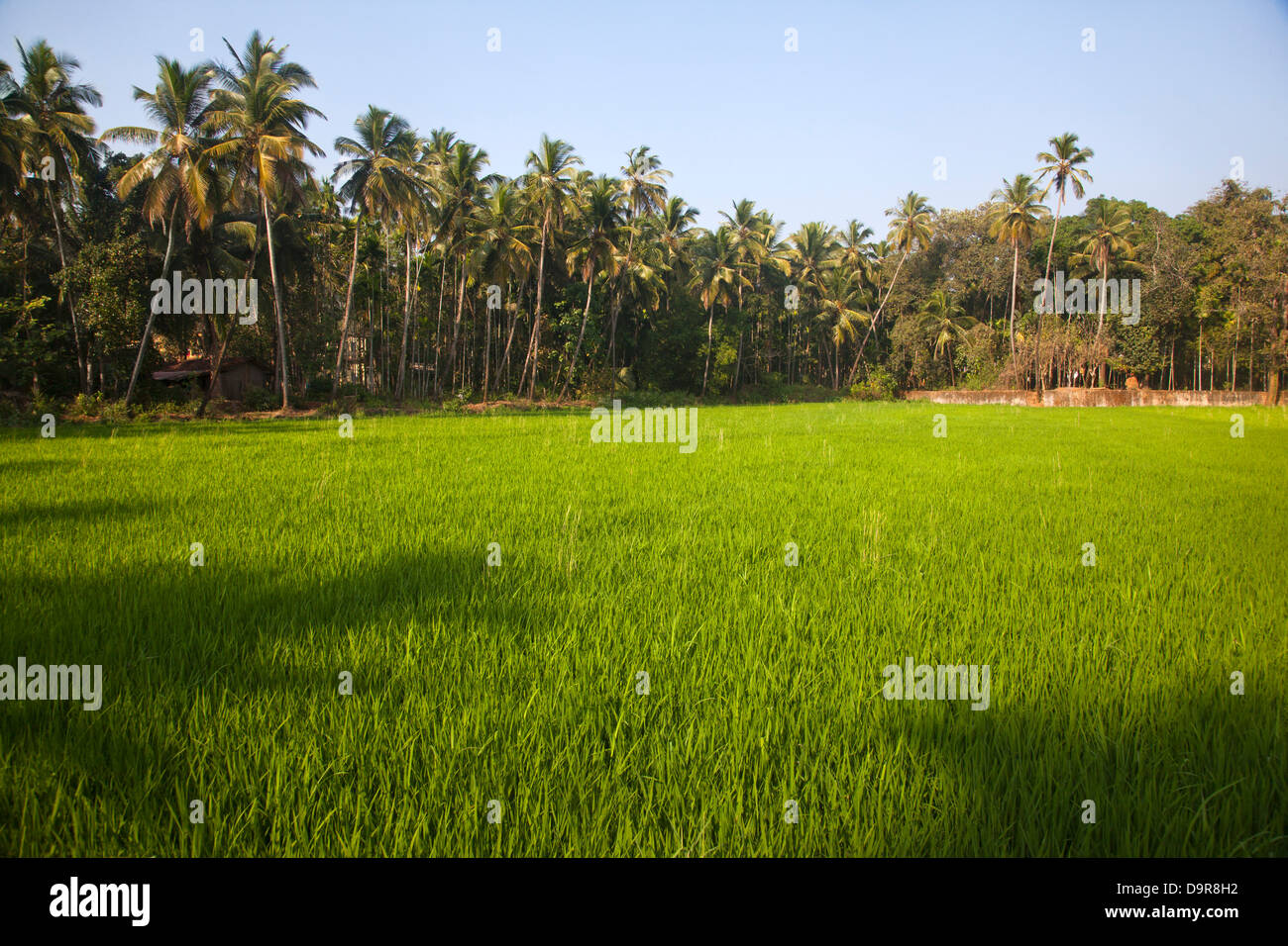 Ernte in einem Feld, Goa, Indien Stockfoto